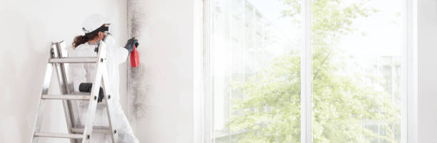 Mold Odor Removal Services in Central Falls, RI